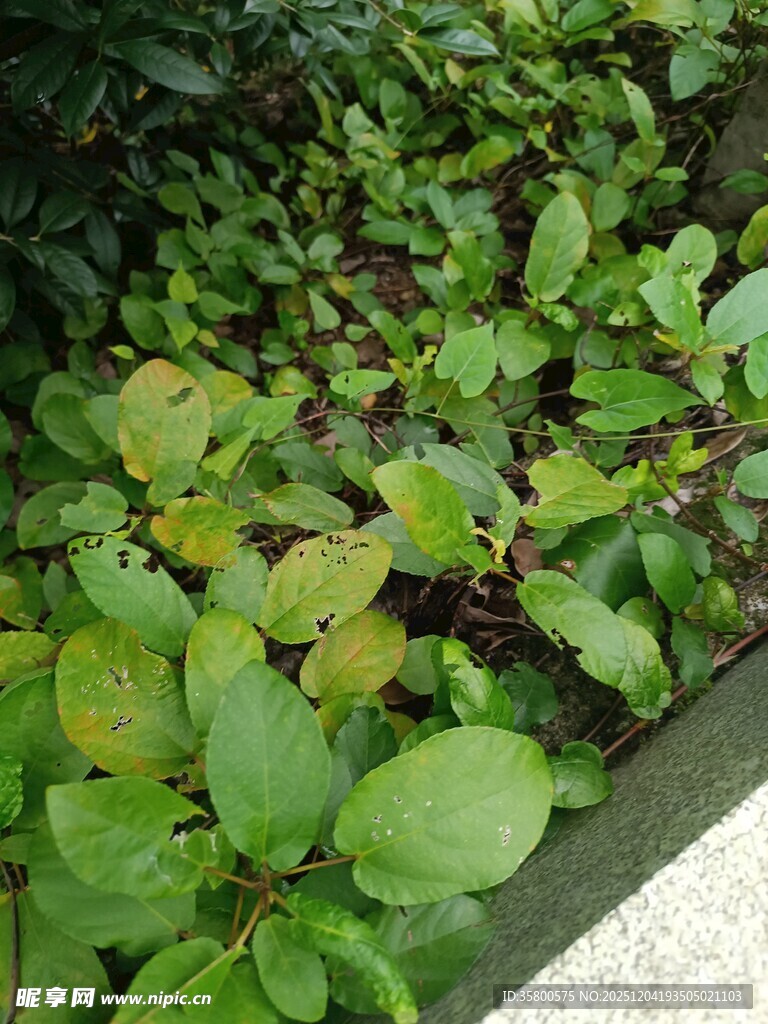 绿叶植物景观