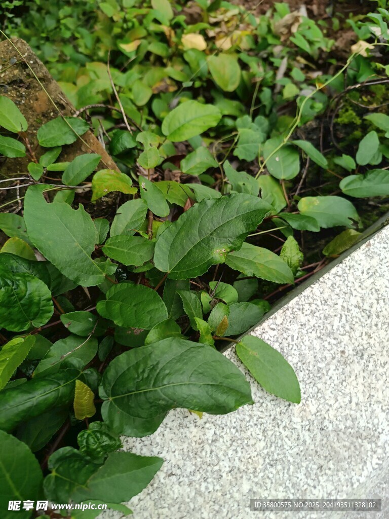 路边翠绿植物景观