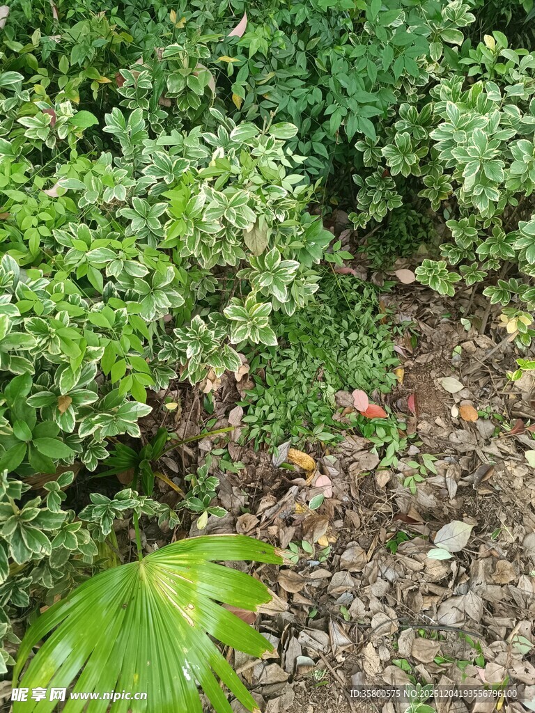 绿叶繁茂的自然植物景观