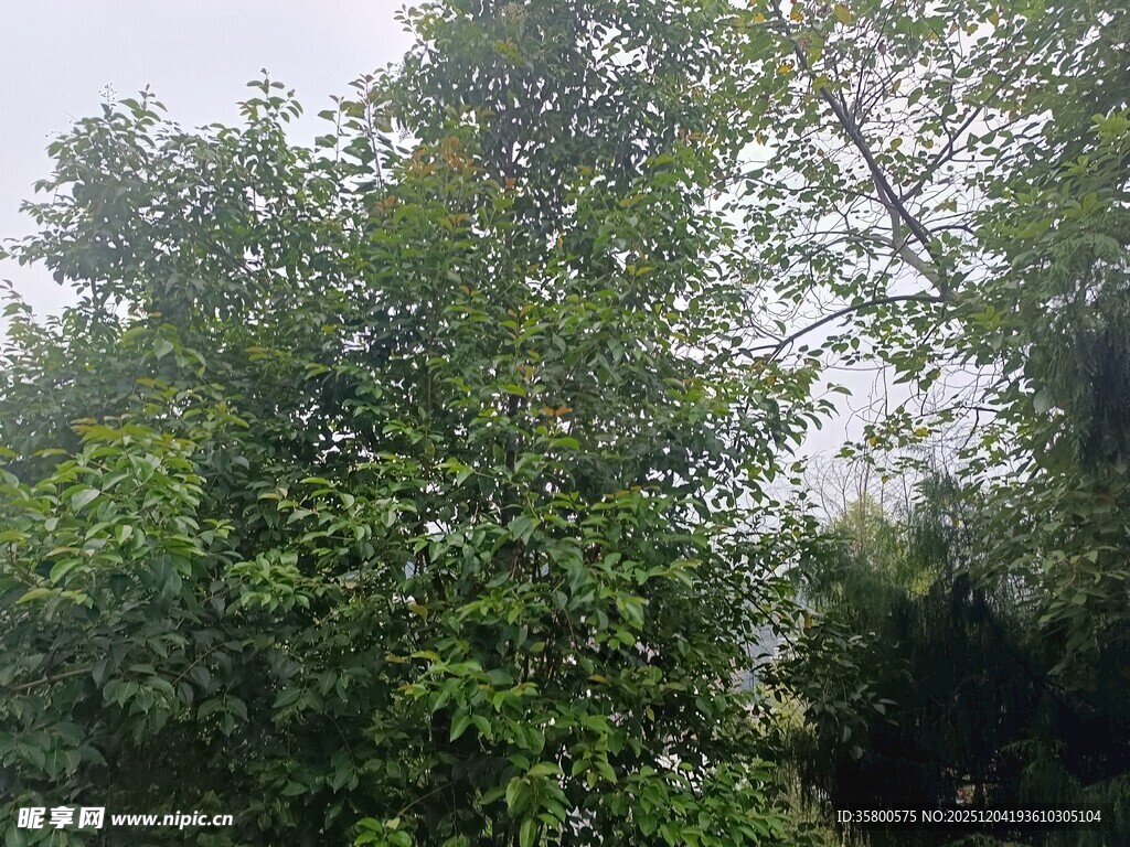 茂密绿意盎然的绿树景观