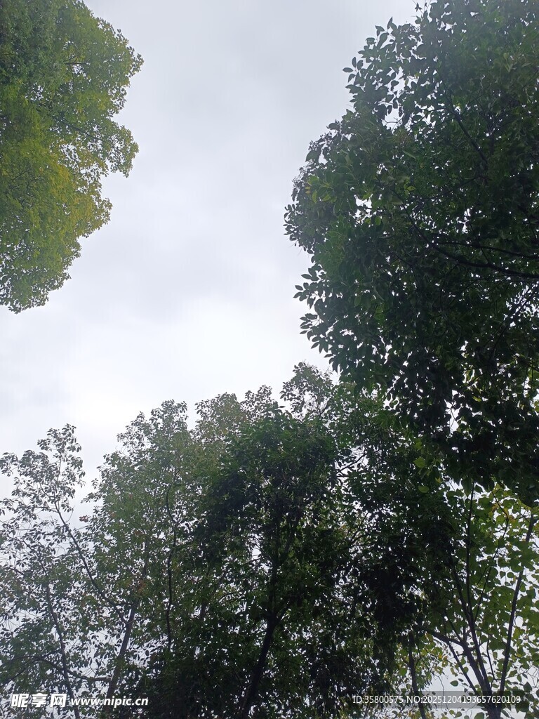 仰视茂密树林树冠