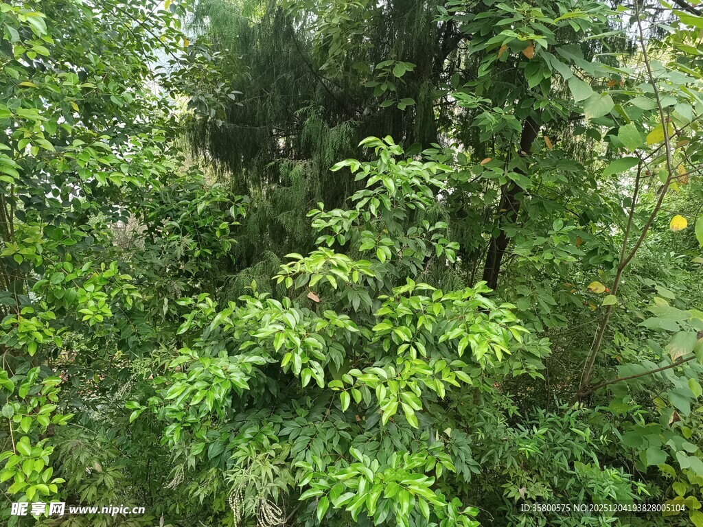 茂密绿意盎然的森林景象