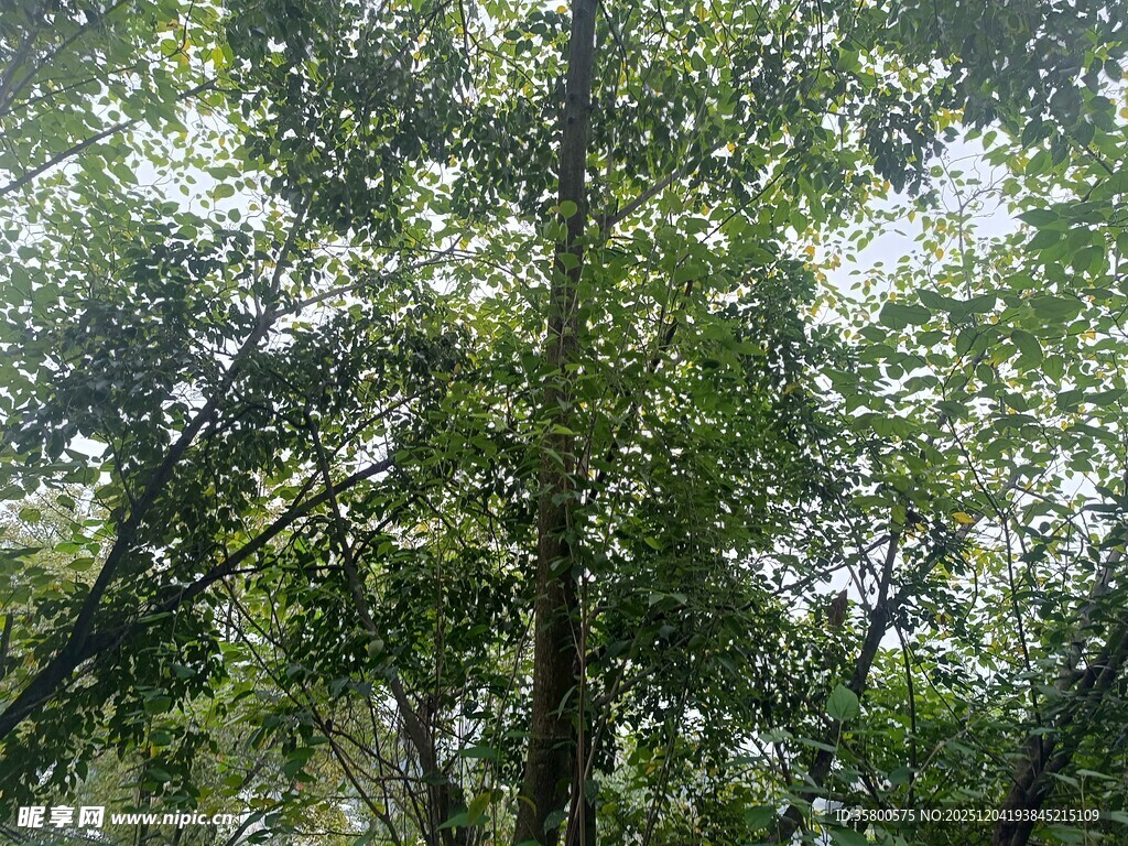 茂密树林绿意盎然