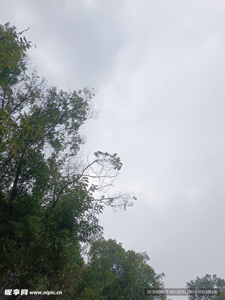 阴天中的茂密树林