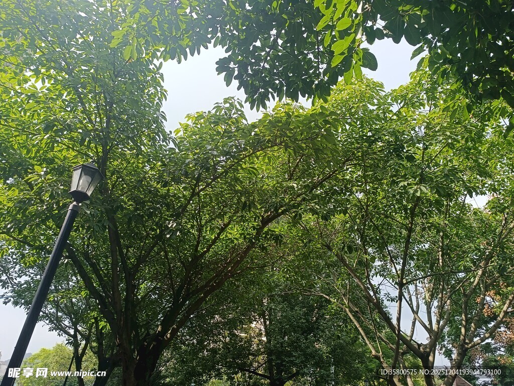 繁茂绿树间的清新景致