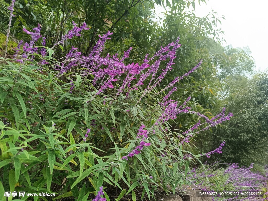 紫色花丛中的繁茂绿植