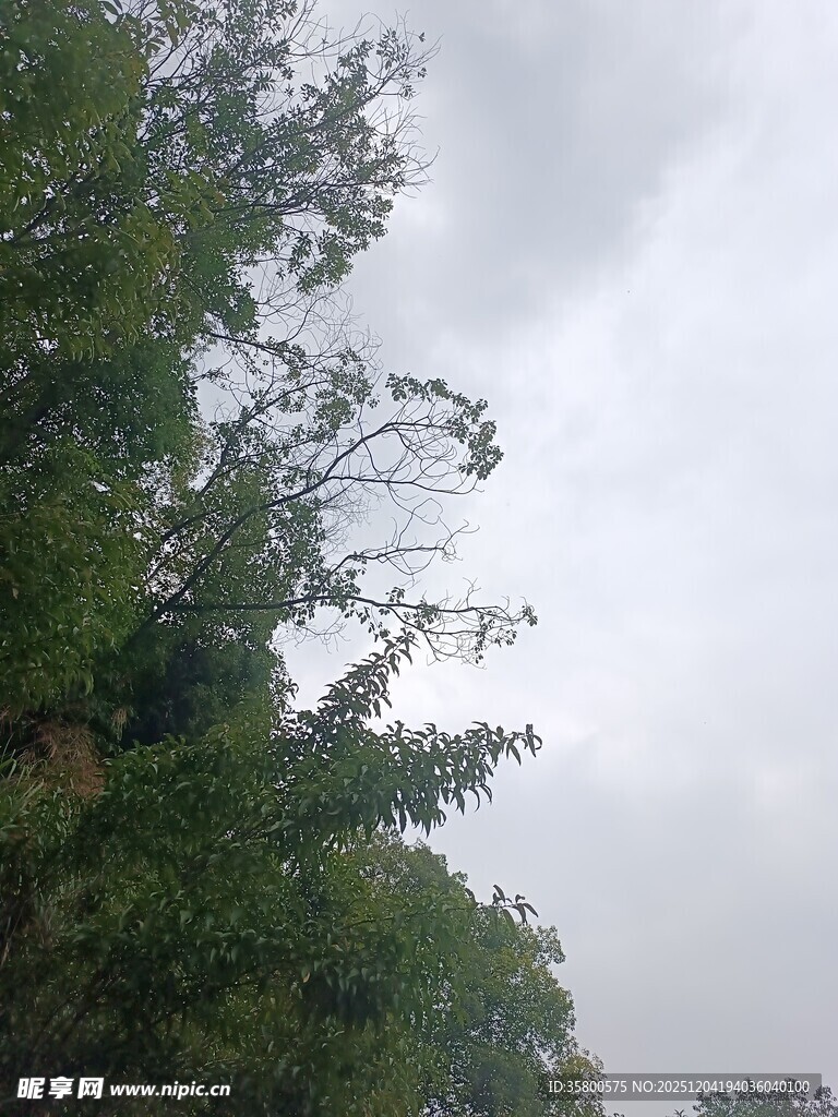 阴天中的葱郁树木