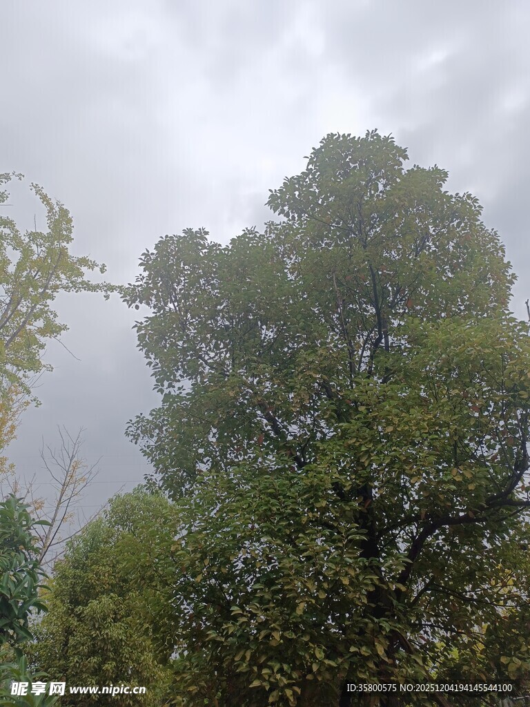 云雾中的葱郁树木