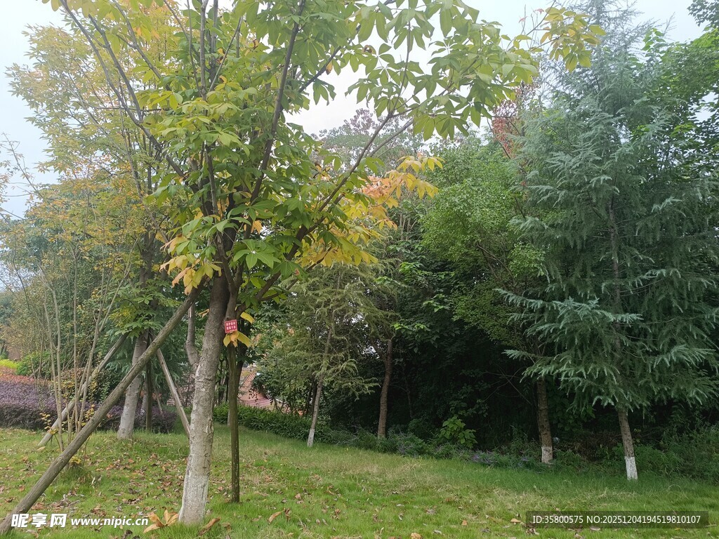 秋日林间树木风景