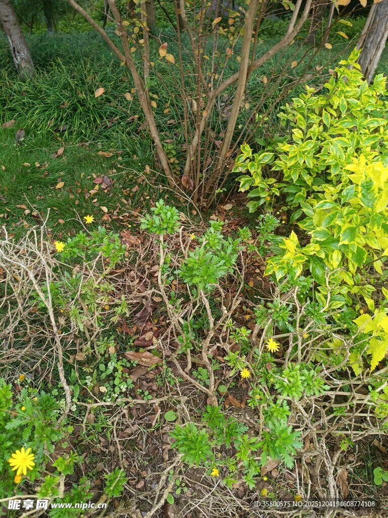 春日花园中的多彩植物