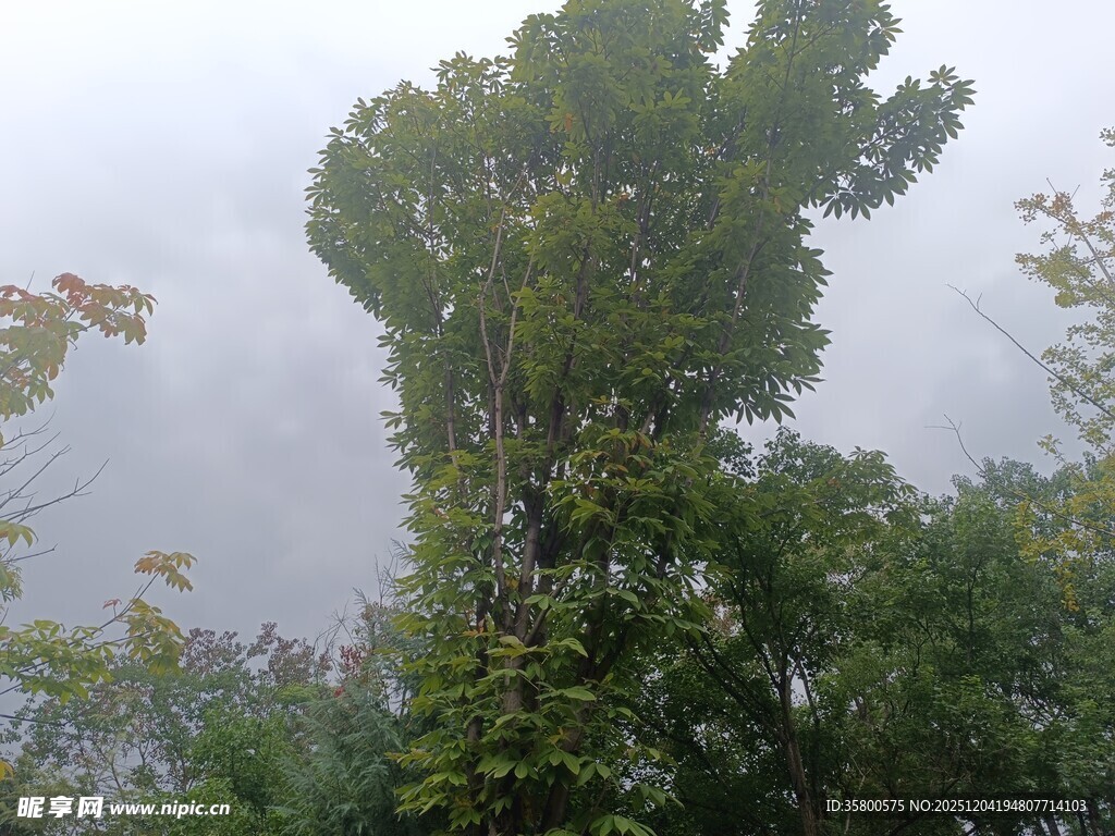 云雾中挺拔的葱郁大树