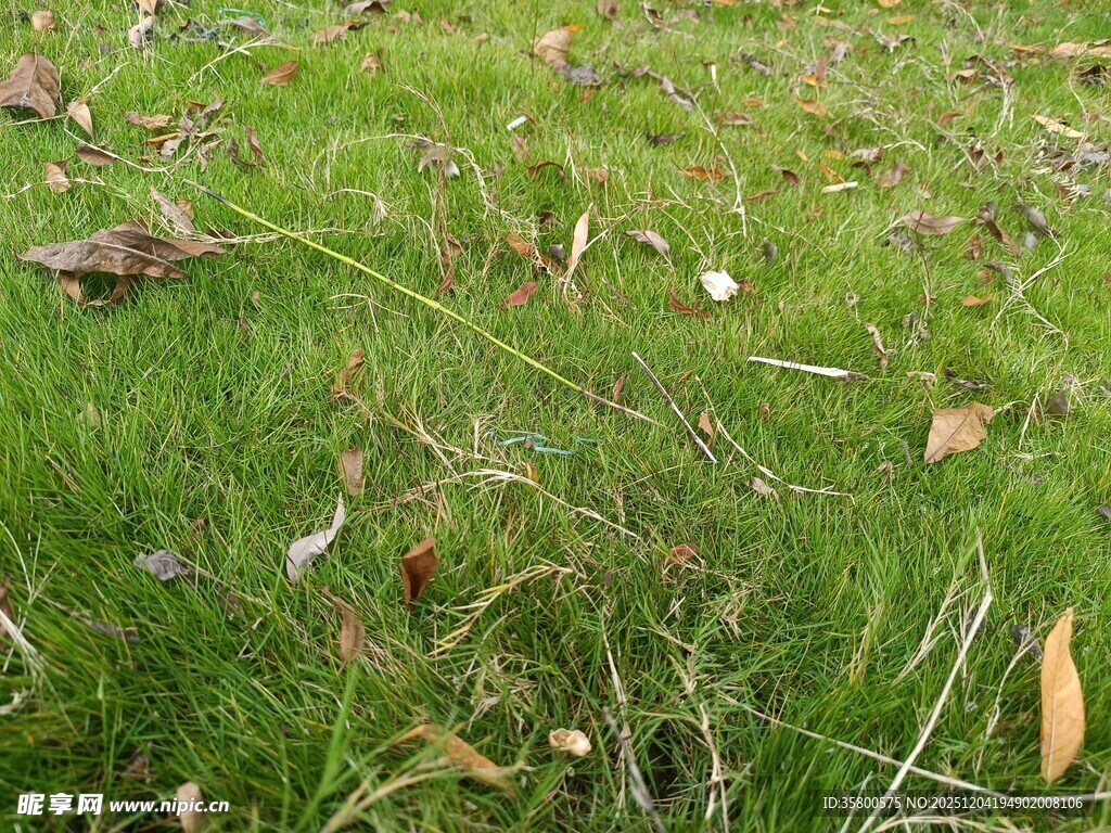 翠绿草地散落枯黄树叶