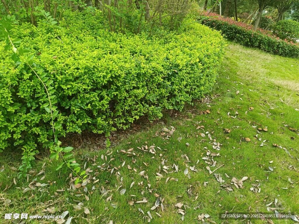 绿意盎然的花园角落