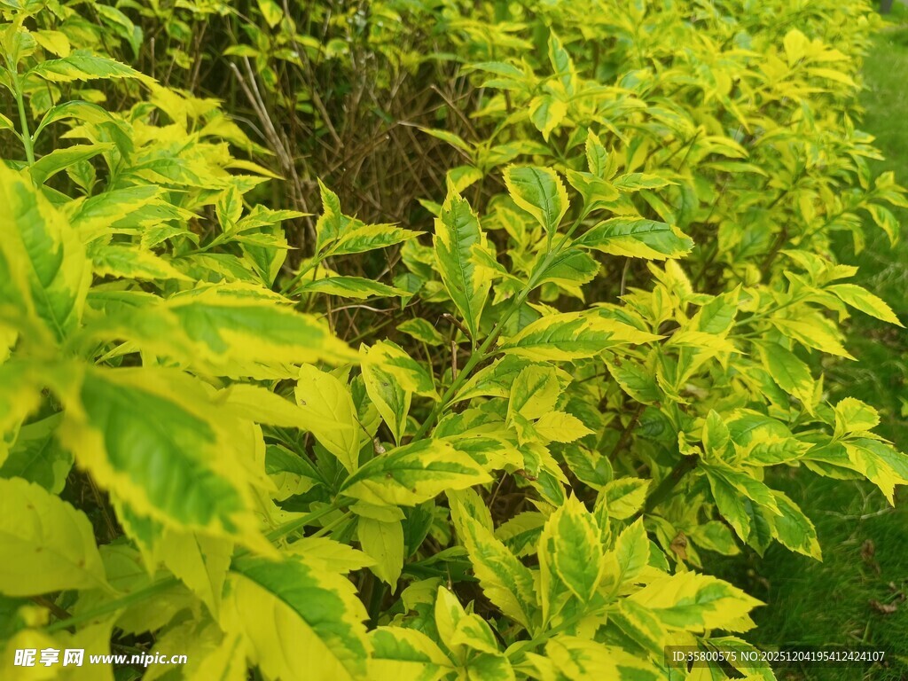 黄绿相间的斑斓植物叶片