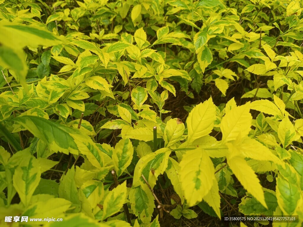 嫩绿植物生机勃勃的景象
