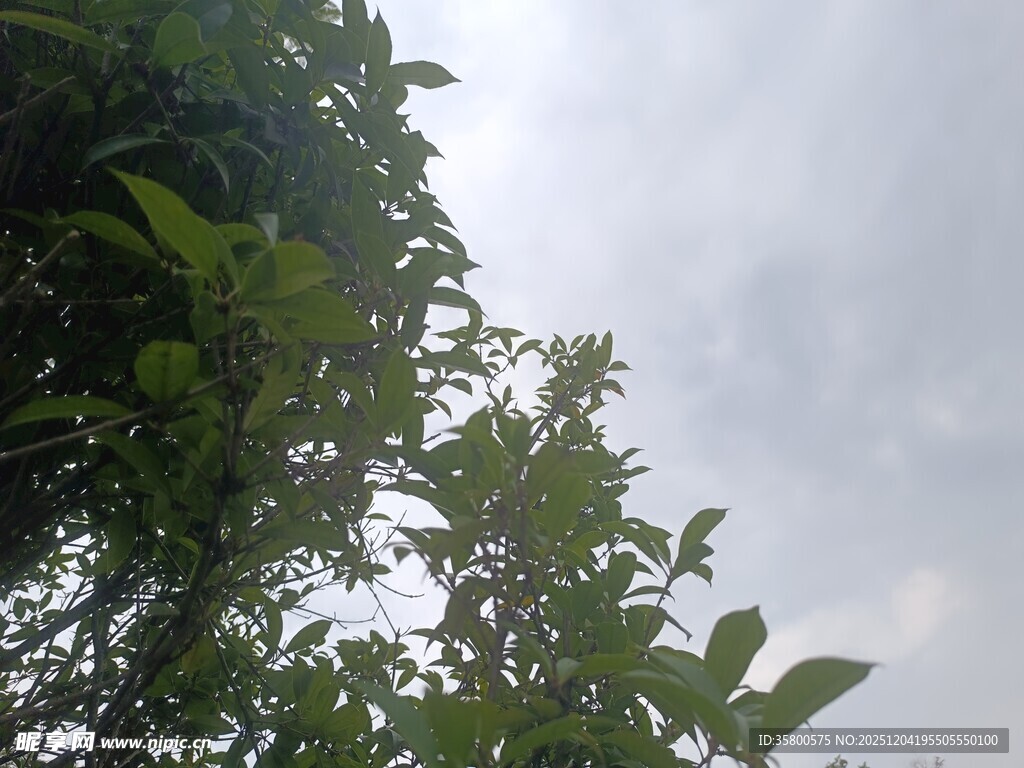 阴天中的繁茂绿植