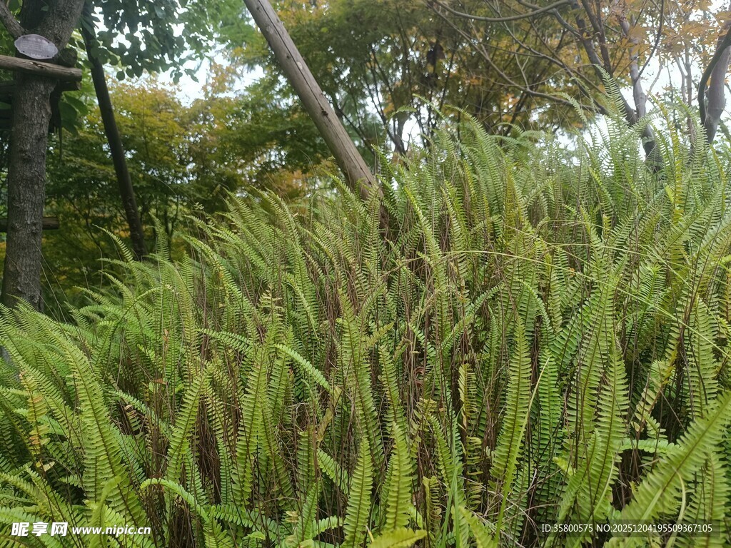 野外茂盛的绿色植物丛