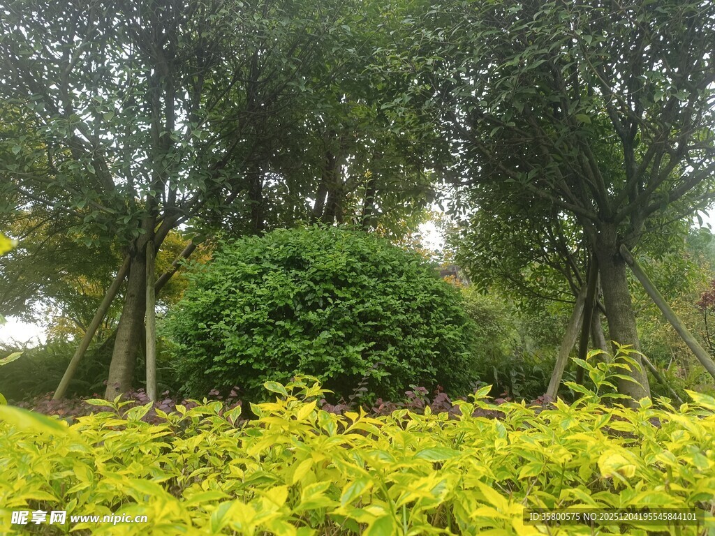 绿意盎然的园林植物景观