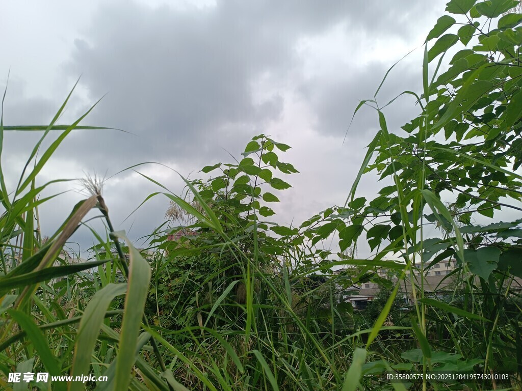 野外绿植与阴沉天空景色
