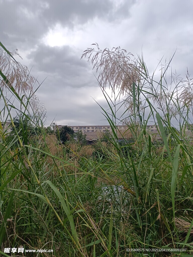 田野中的繁茂野草与天空