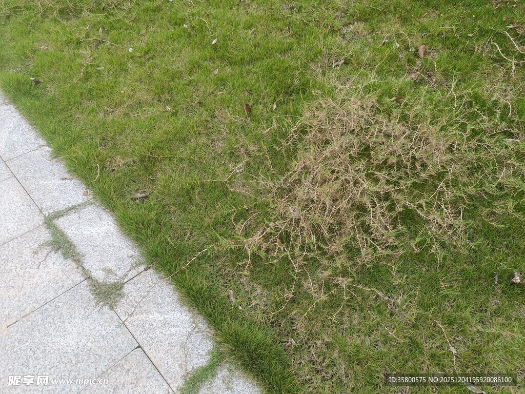 草坪局部枯黄现象
