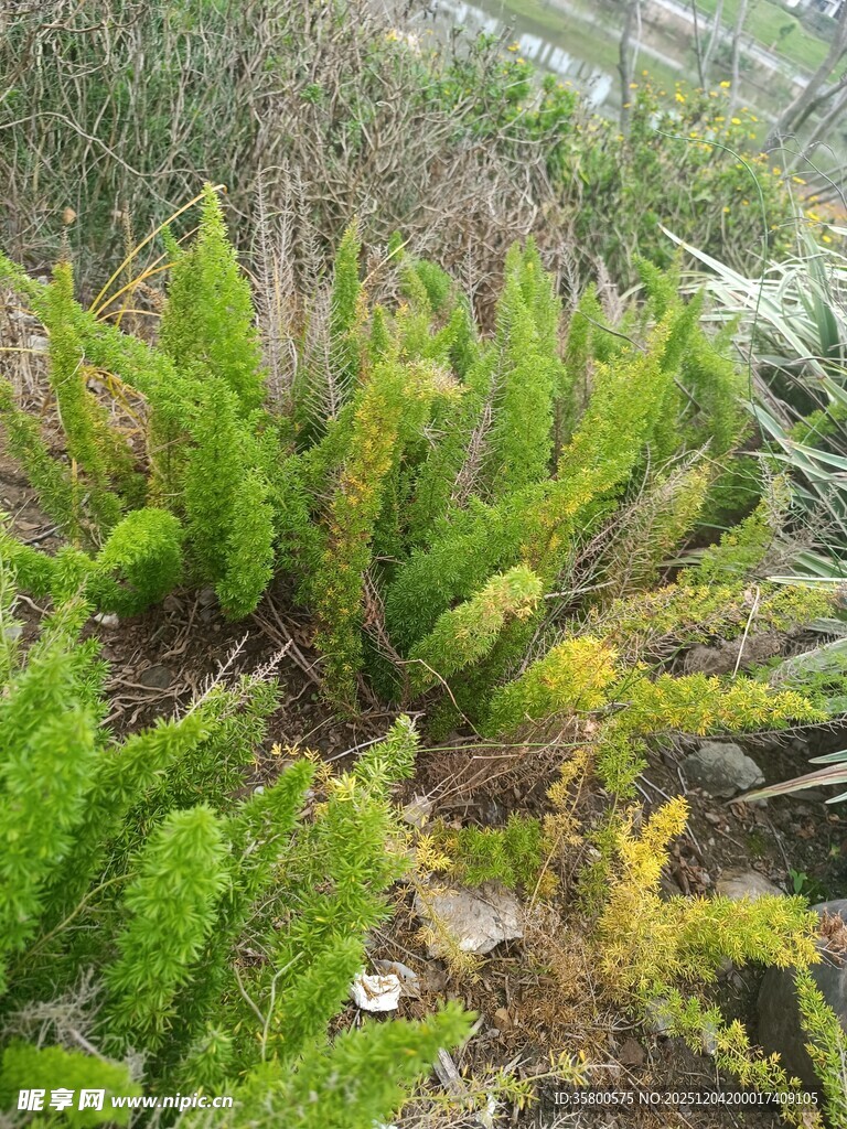 翠绿蕨类植物自然景致