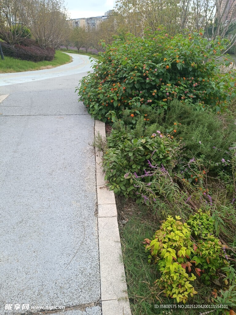 路边绿植景观