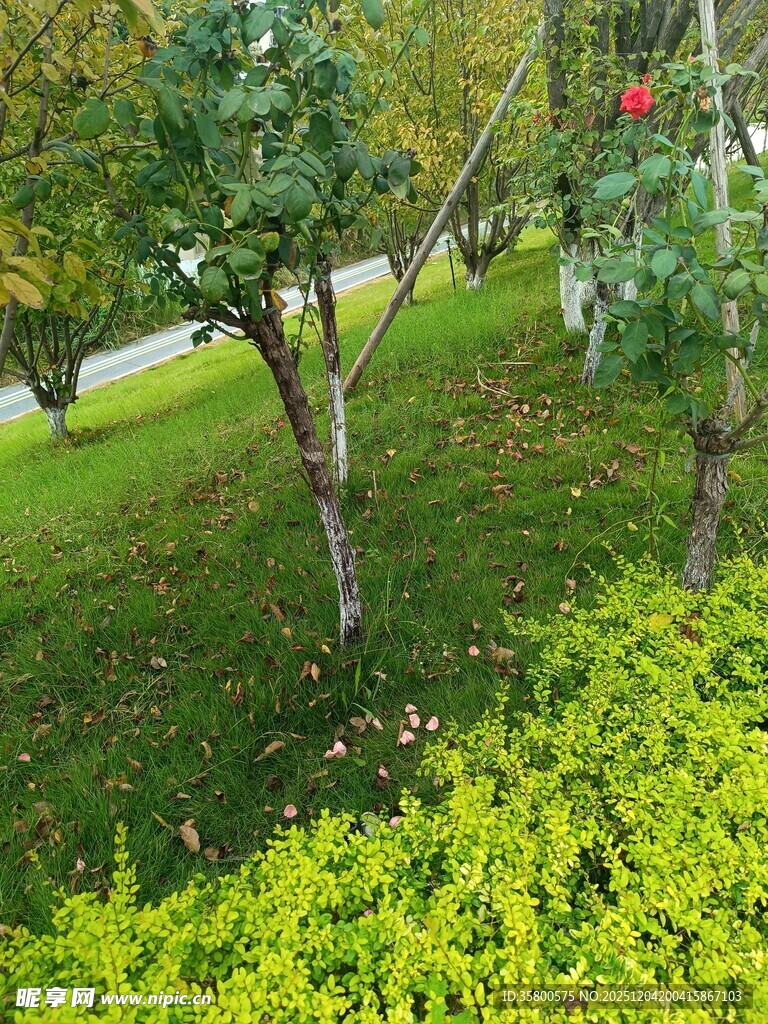 绿意盎然的园林景观