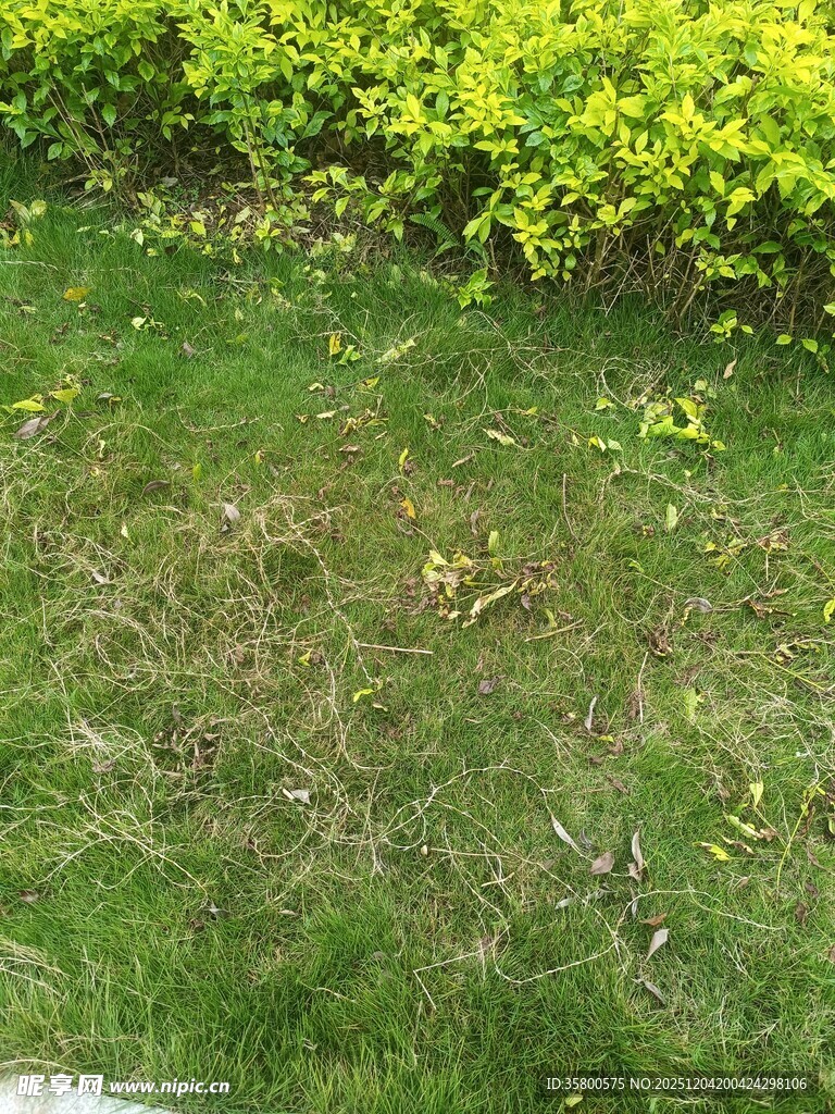 绿意草地与绿植景观