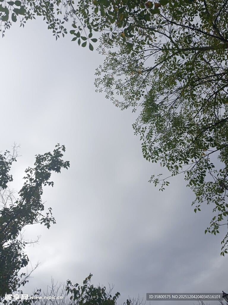 仰视天空中的繁茂枝叶