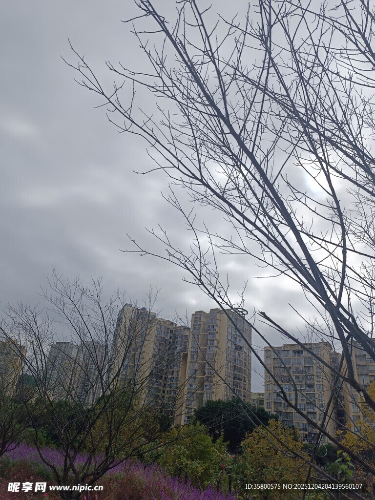 阴天城市中光秃树木景观