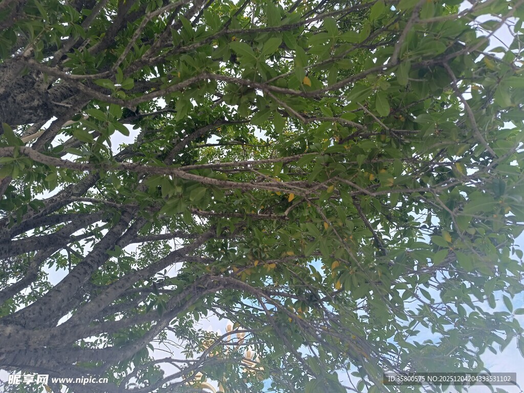 仰视繁茂绿树树冠