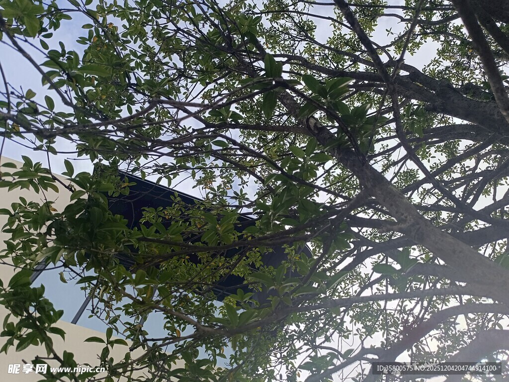 阳光透过枝叶下的鸟巢