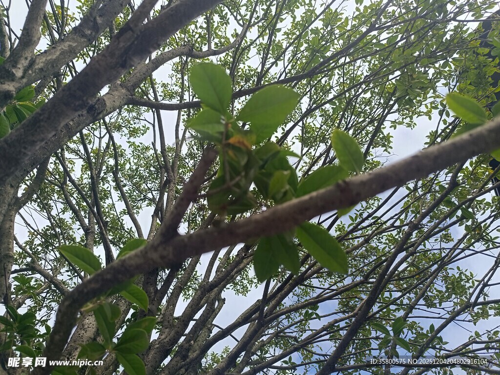 繁茂树枝上的绿叶景象