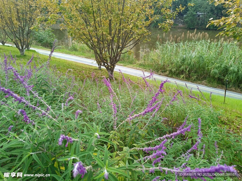 秋日繁花盛开的美丽小径