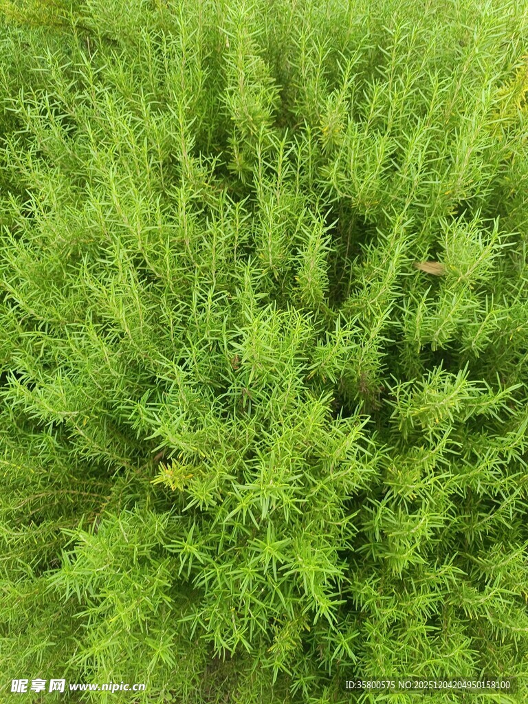 翠绿繁茂的植物景观