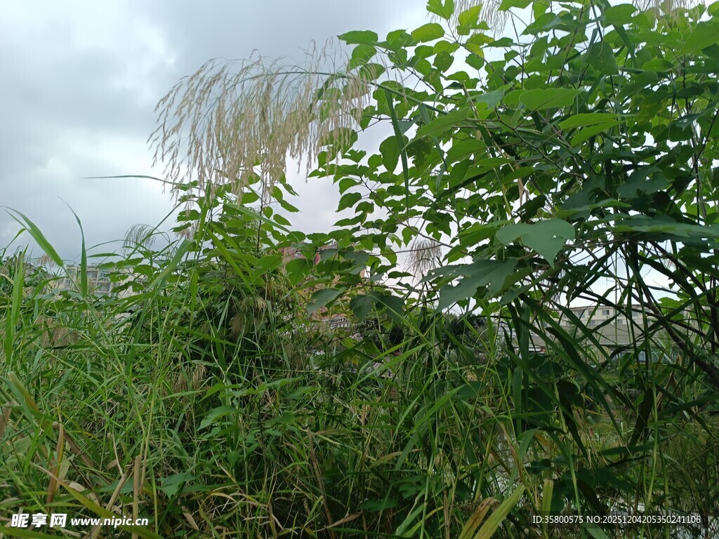 野外繁茂绿植景观