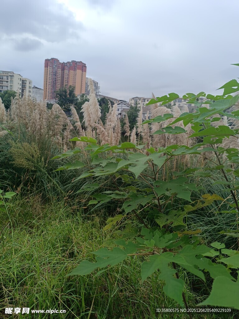 城市边缘的繁茂绿植