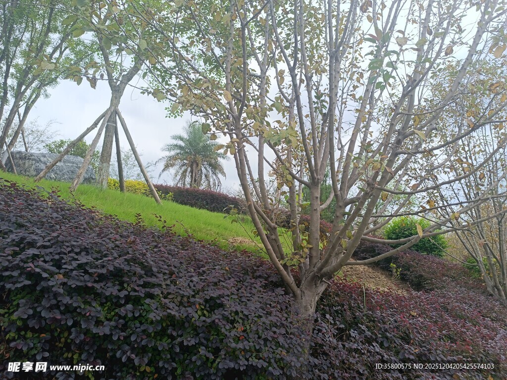 园林景观中的树木与植被