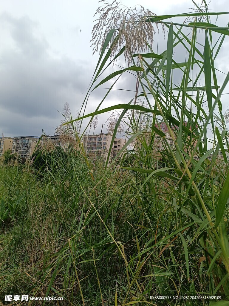 野外繁茂的绿色植物景观