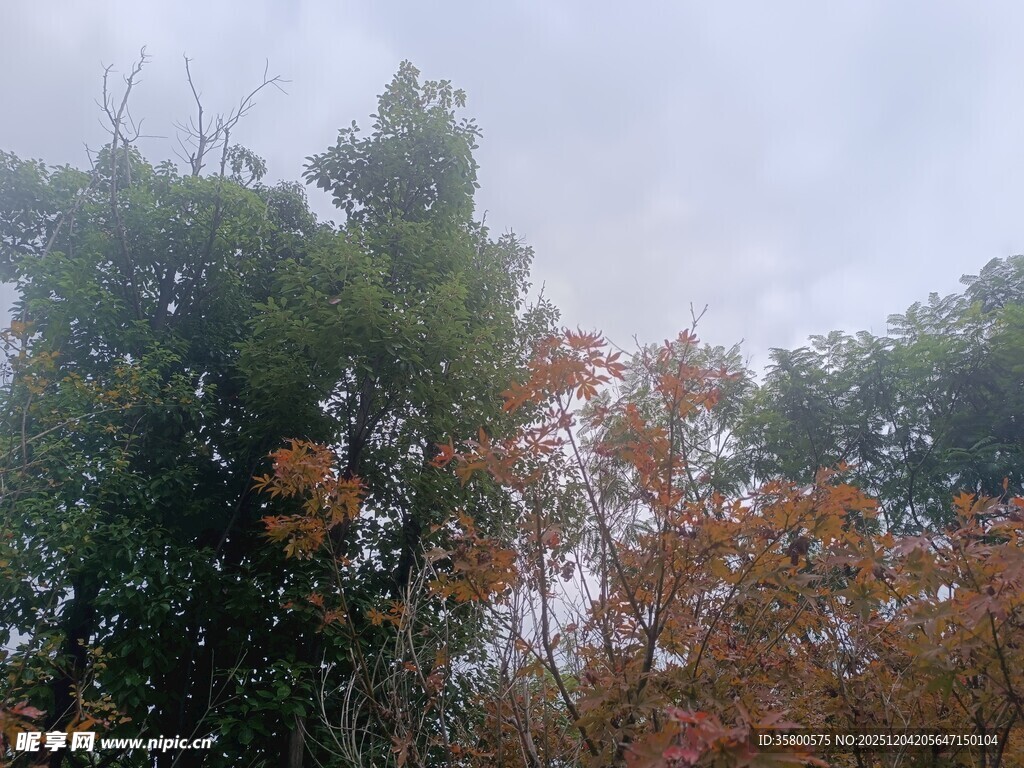 秋日多彩树林景观