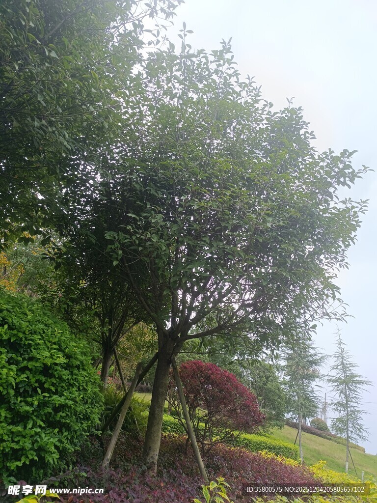 雾中园林树木花草景致