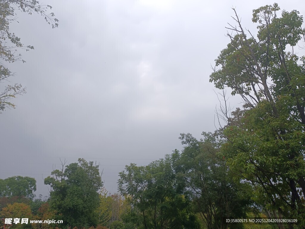 阴天中的葱郁树林