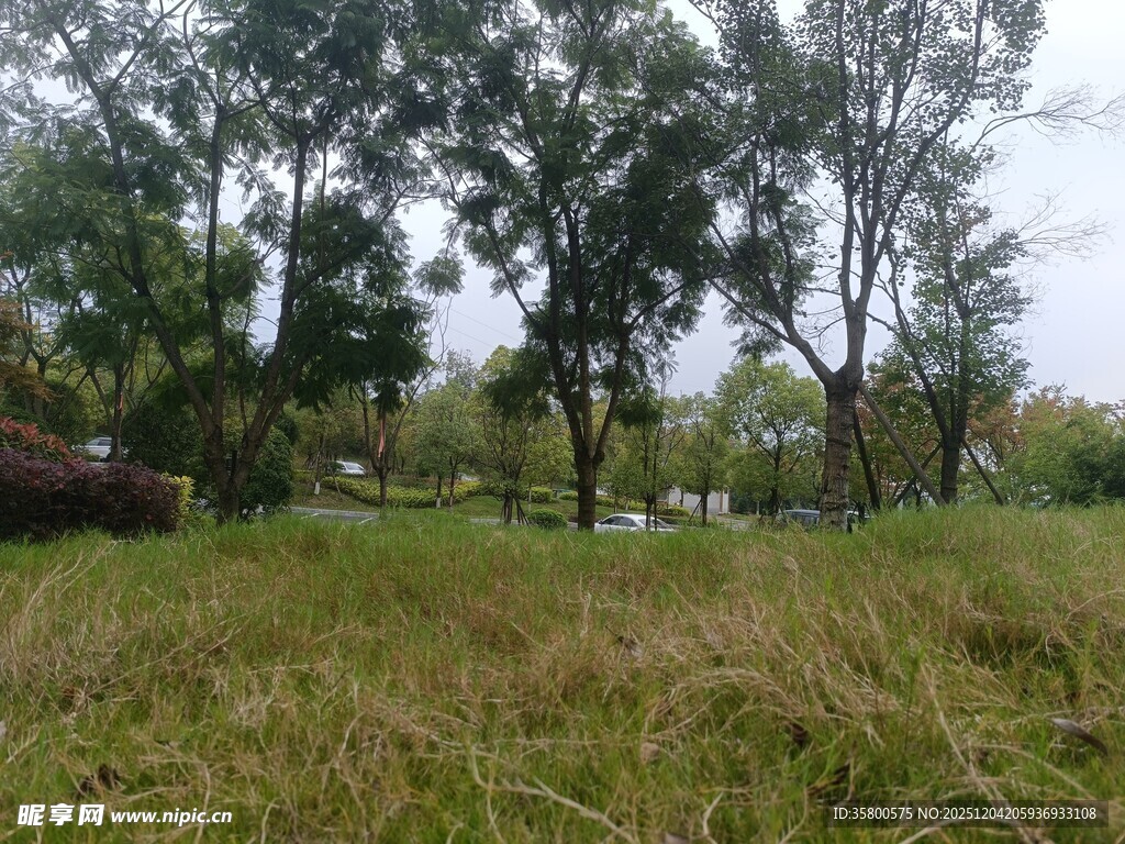 野外草地树林风景图