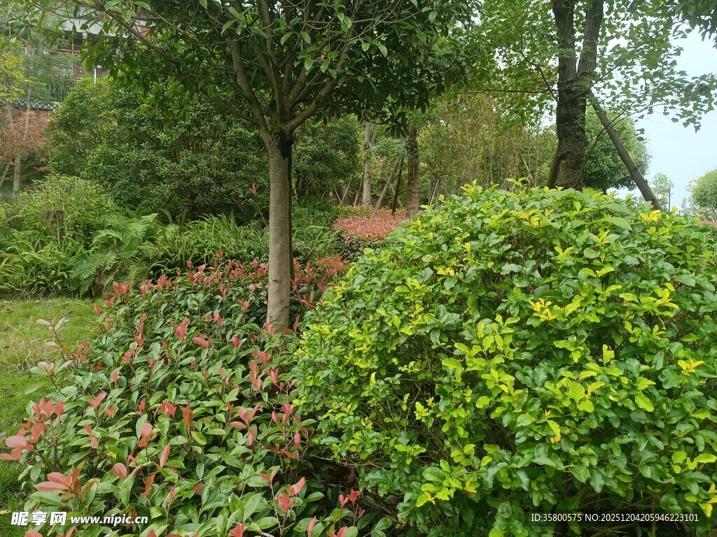 绿意盎然的园林植物景观