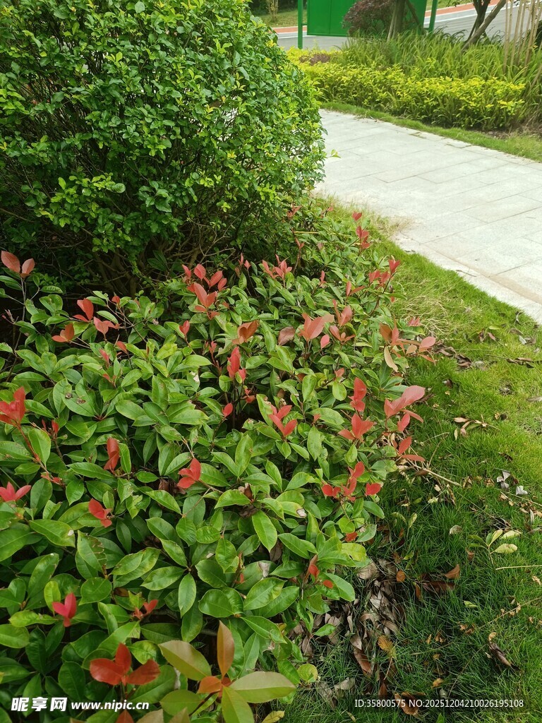 路边多彩绿植景观