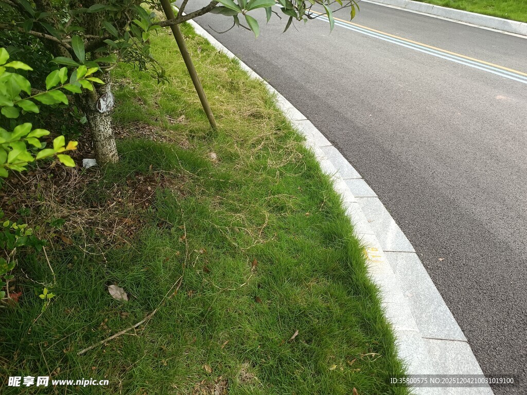 路边绿意盎然的草地景观