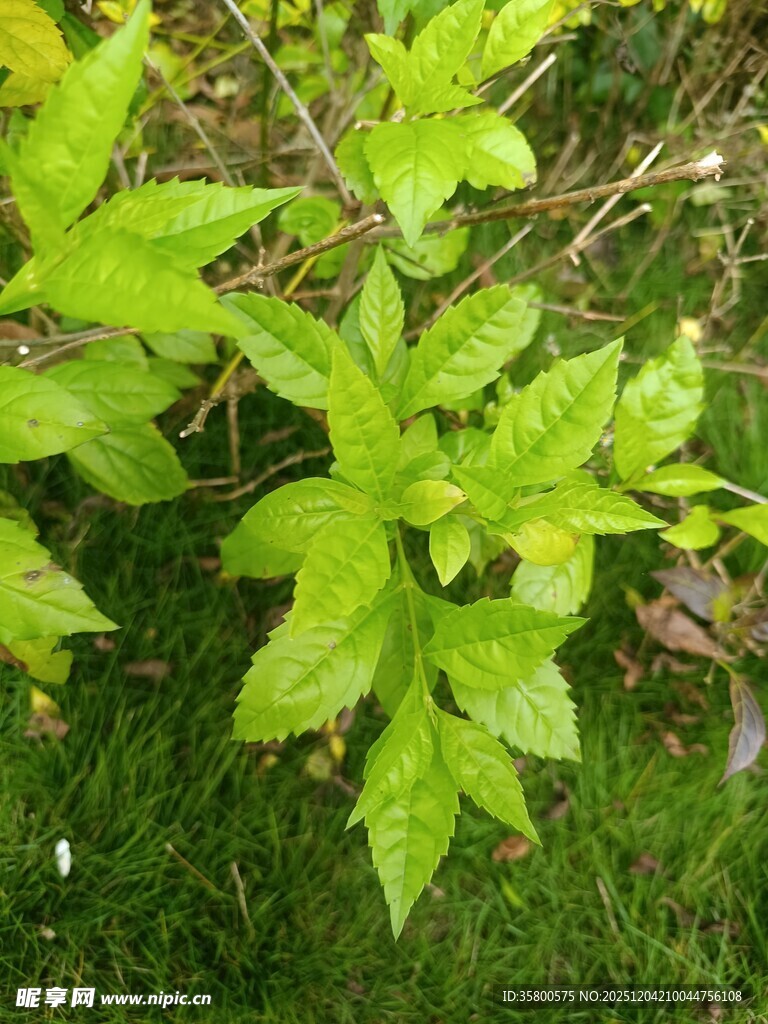 嫩绿叶片生长于草丛间