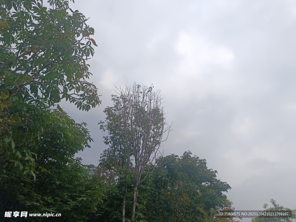 阴天中的树木景观