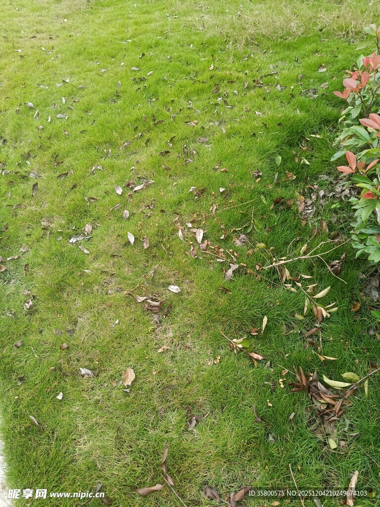 翠绿草坪与零星落叶